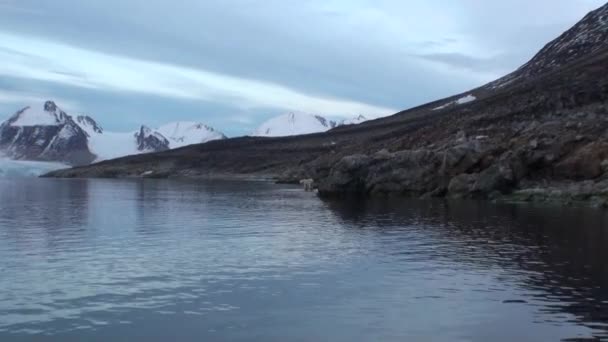 Белый морской медведь находится на скалистом берегу в пустыне ледяной тундры Шпицбергена . — стоковое видео