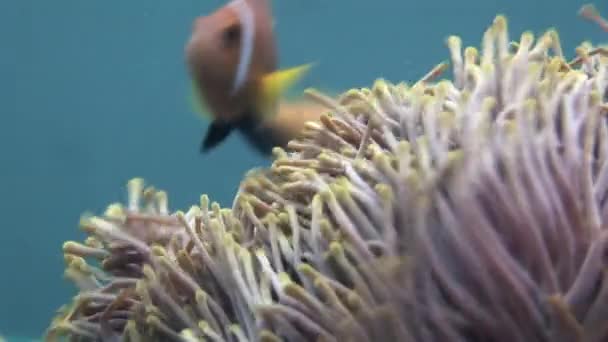 Anemone und Clownfische hautnah unter Wasser auf dem Meeresboden der Malediven. — Stockvideo