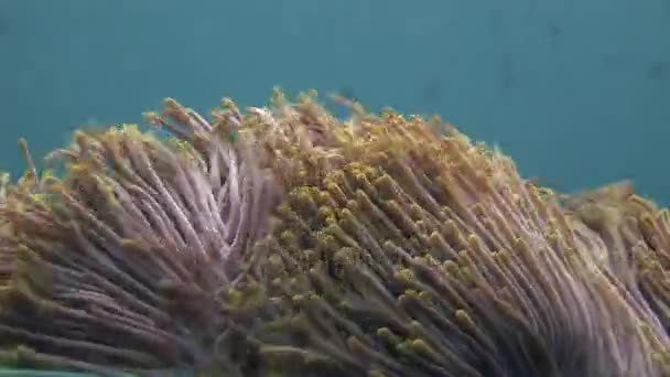 Actinia anemon di latar belakang koral berwarna-warni di bawah air di laut Maladewa . — Stok Video