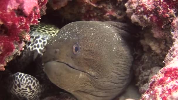 Moray enguia preto e manchado no fundo coral subaquático no mar de Maldivas . — Vídeo de Stock