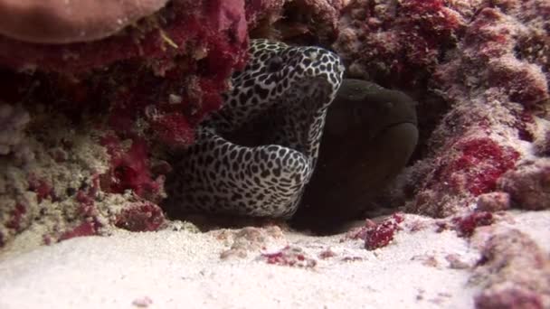 Moray enguia preto e manchado no fundo coral subaquático no mar de Maldivas . — Vídeo de Stock