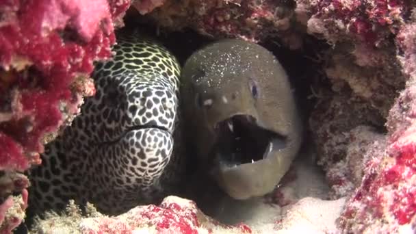 Moray anguille noire et tachetée sur fond corail sous-marin dans la mer des Maldives . — Video