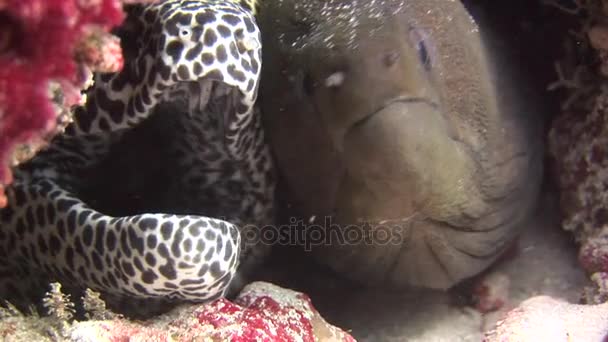 Moray Eel negro y manchado en el fondo de coral bajo el agua en el mar de Maldivas . — Vídeo de stock