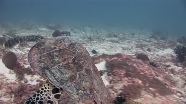 Зеленая морская черепаха под водой на фоне глубокого дна Мальдив . — стоковое видео