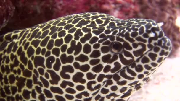 Kepala warna macan tutul moray pada latar belakang karang bawah air di laut Maladewa . — Stok Video