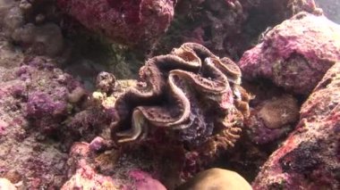 Tridacne istiridye arka plan renkli mercan sualtı Maldivler deniz üzerinde.