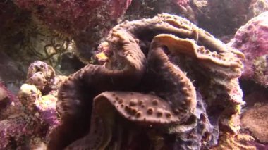 Tridacne istiridye arka plan renkli mercan sualtı Maldivler deniz üzerinde.