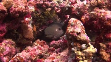 Maldivler deniz mercan sualtı arka plan üzerinde siyah moray başkanı.