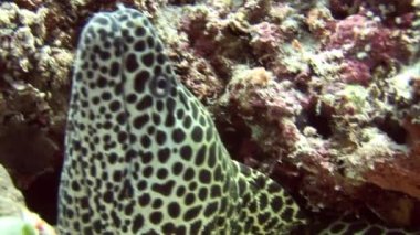 Korkunç moray başkanı özgeçmişlerine mercan sualtı deniz Maldivler içinde benekli.