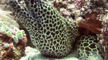 Benekli moray closeup arka plan mercan sualtı Maldivler deniz üzerinde başkanı.