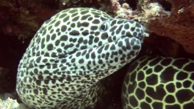 Benekli moray closeup arka plan mercan sualtı Maldivler deniz üzerinde başkanı.