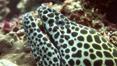 Benekli moray closeup arka plan mercan sualtı Maldivler deniz üzerinde başkanı.