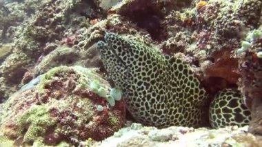 Moray leopar renk arka plan mercan sualtı Maldivler deniz üzerinde başkanı.