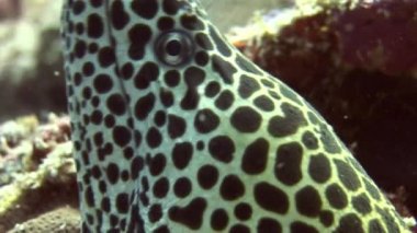 Moray leopar renk arka plan mercan sualtı Maldivler deniz üzerinde başkanı.