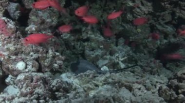 Arka plan okula kırmızı balık ve mercan sualtı Maldivler deniz stingray.