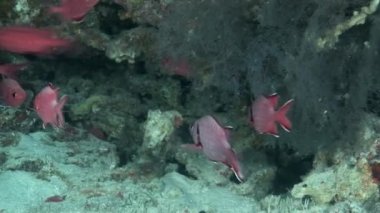 Arka plan renkli mercan sualtı Maldivler deniz üzerinde kırmızı balık sürüsü.