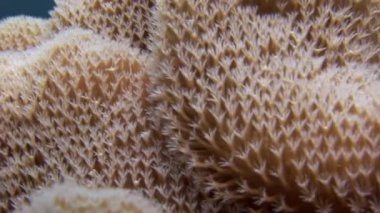 Actinia anemon arka plan renkli mercan sualtı Maldivler deniz üzerinde.