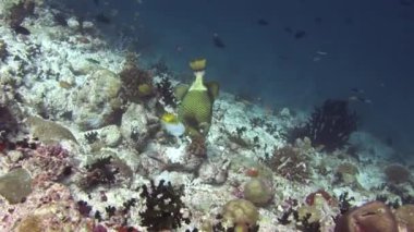 Parlak şeffaf suyun arka planında eşsiz bir deniz tabanı..