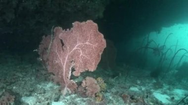 Parlak şeffaf suyun arka planında eşsiz bir deniz tabanı..