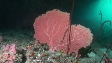 Parlak şeffaf suyun arka planında eşsiz bir deniz tabanı..