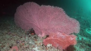 Parlak şeffaf suyun arka planında eşsiz bir deniz tabanı..