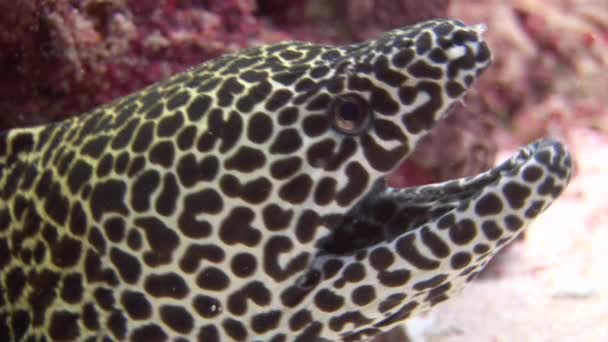 Kopf der Muräne Leopardenfarbe auf Hintergrund Korallen unter Wasser in Malediven. — Stockvideo