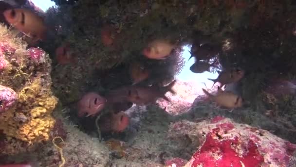 Scuola di pesce sullo sfondo coralli colorati sott'acqua in mare delle Maldive . — Video Stock