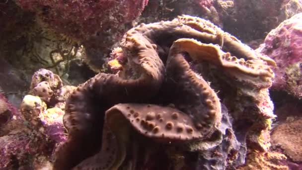 Tridacne musslor på bakgrunden färgglada koraller under vattnet i havet av Maldiverna. — Stockvideo