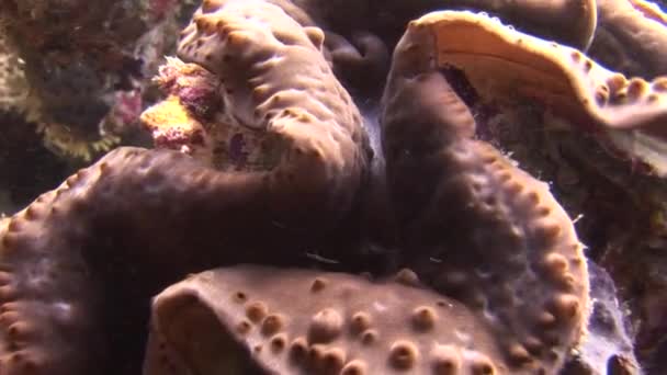 Almejas de tridacné sobre corales coloridos de fondo bajo el agua en el mar de Maldivas . — Vídeo de stock