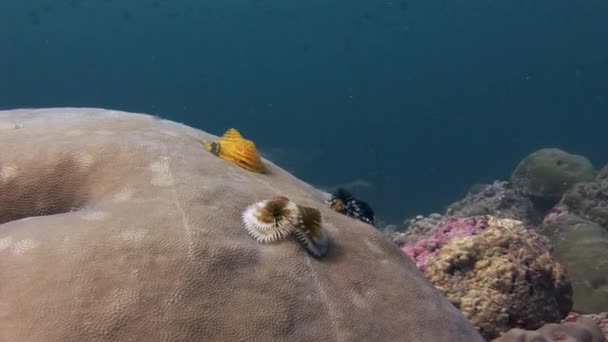 Mořských červů na korály pod hladinou moře na Maledivách. — Stock video