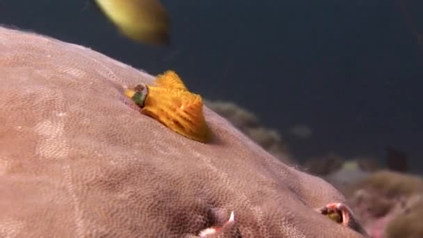 Vers de mer sur les coraux sous-marins dans la mer des Maldives .