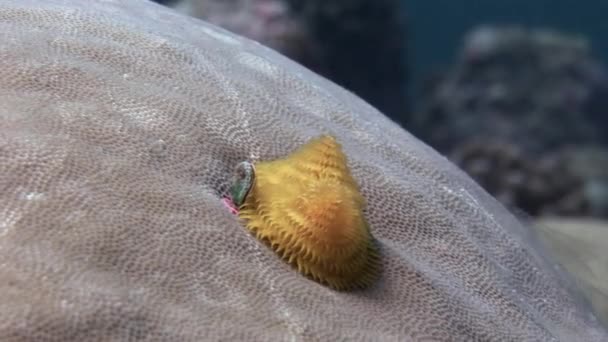 Cacing laut pada karang di bawah air di laut Maladewa . — Stok Video