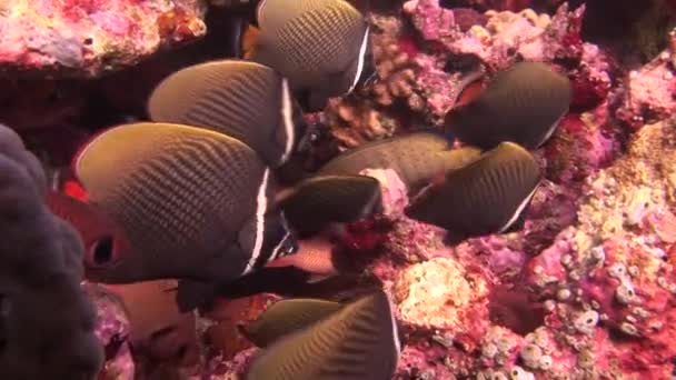 Школа рыбной бабочки на заднем плане красные кораллы под водой в море Мальдив . — стоковое видео