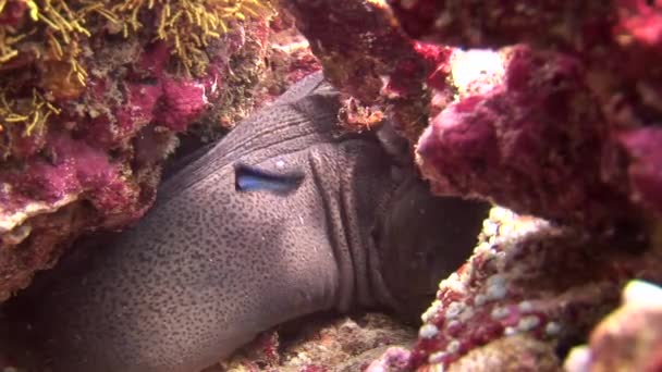 Kopf der schwarzen Muräne auf Hintergrund Korallen unter Wasser im Meer der Malediven. — Stockvideo