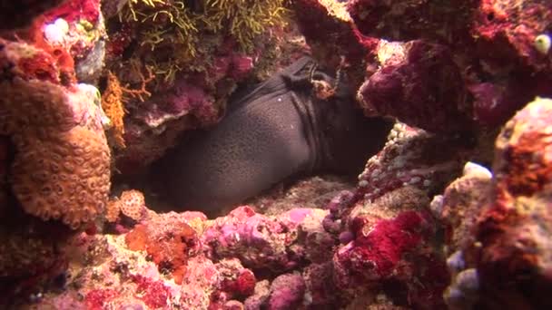 Cabeça de moray no fundo coral subaquático no mar de Maldivas . — Vídeo de Stock