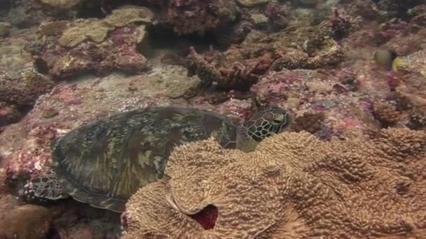 바다 거북이 거북이 배경 화려한 산호 수 중 바다의 몰디브에서에. — 비디오
