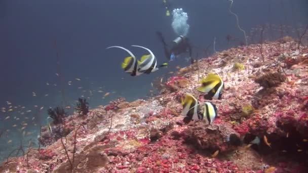 Búvár a háttérben iskola színes halak víz alatt a tenger a Maldív-szigetek. — Stock videók
