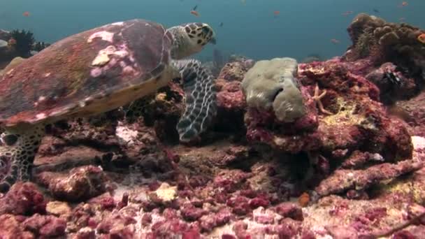 Tortuga de mar sobre fondo coloridos corales bajo el agua en el mar de Maldivas . — Vídeos de Stock