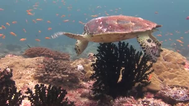 Schildpad zeeschildpad op achtergrond kleurrijke koralen onderwater in de zee van de Malediven. — Stockvideo