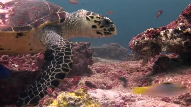 Schildpad zeeschildpad op achtergrond kleurrijke koralen onderwater in de zee van de Malediven. — Stockvideo