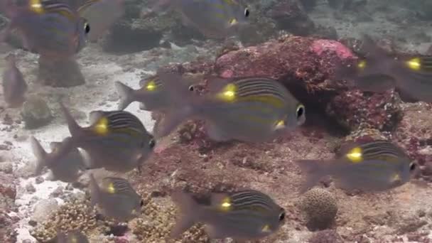 Escola de peixes no fundo corais coloridos subaquático no mar de Maldivas . — Vídeo de Stock