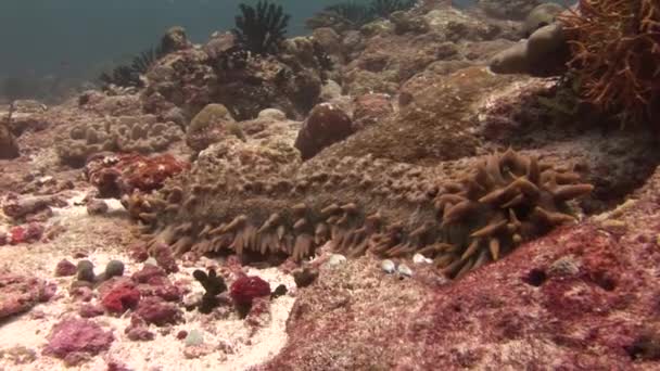 Trepang de pepino do mar no fundo do fundo em água limpa de Maldivas . — Vídeo de Stock