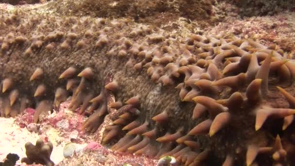 Sea cucumber trepang on background of bottom in clean clear water of Maldives. — Stock Video