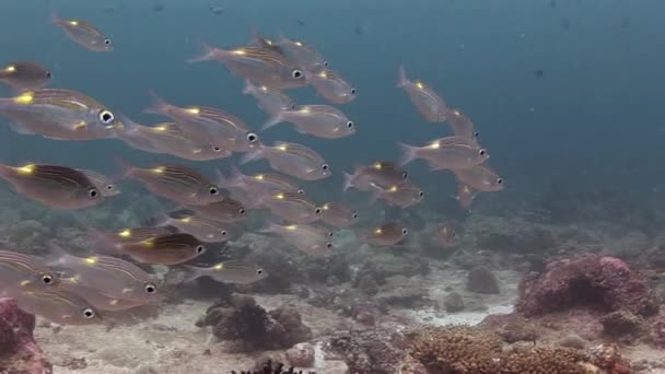 Arka plan renkli mercan sualtı Maldivler deniz üzerinde balık sürüsü. — Stok video