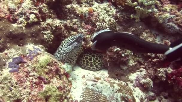 Head of scary moray spotted on background coral underwater in sea of Maldives. — Stock Video