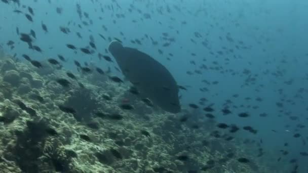 Fiskstim på bakgrunden färgglada koraller under vattnet i havet av Maldiverna. — Stockvideo