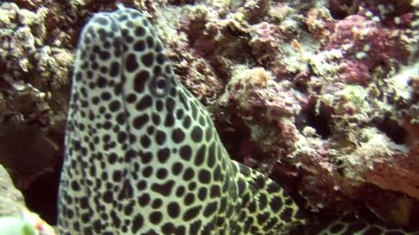 Head of scary moray spotted on background coral underwater in sea of Maldives. — Stock Video