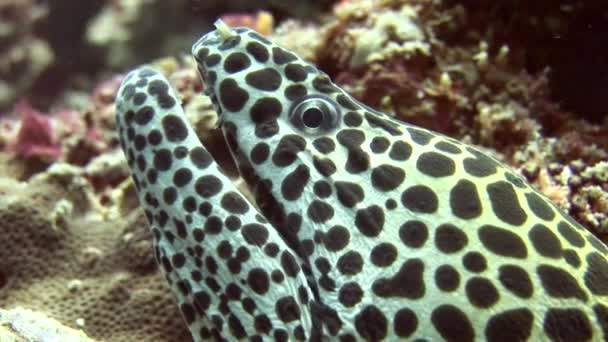 Head of spotted moray closeup on background coral underwater in sea of Maldives. — Stock Video