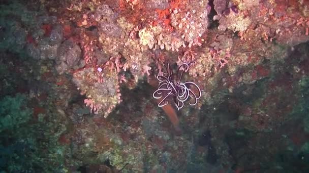 Lirio marino sobre fondo corales rojos bajo el agua en Maldivas . — Vídeos de Stock