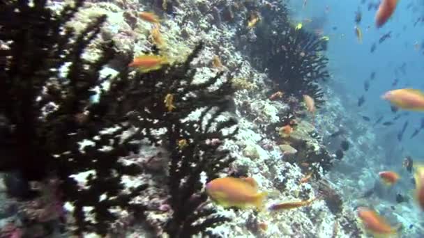 Escuela de peces amarillos sobre corales de fondo bajo el agua en el mar de Maldivas . — Vídeo de stock